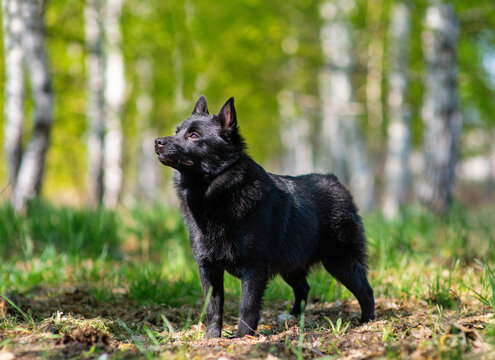 Schipperke dog standing on a path in the forest in summer and looking at the camera