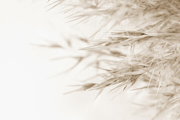 Dry cool tones beige romantic cane reed rush with fluffy buds on light background macro beige retro vintage neutral effect