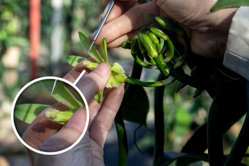 Close up, farmers pollinate vanilla by hand., enlarged pic of flowers in a circle frame, Vanilla...