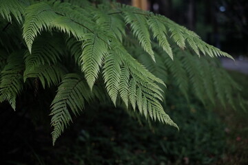 Fototapeta na wymiar green fern in the forest