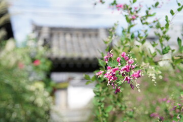 京都の丹波橋の勝念寺の萩