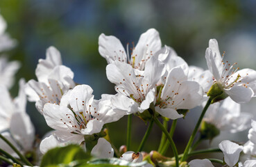 Blooming fruit trees. Soft focus. Spring colors and scents of nature.