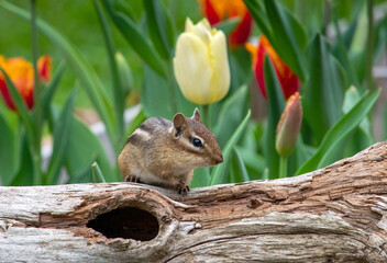Small rodent  chipmunk climbing over a log in a garden of spring tulips