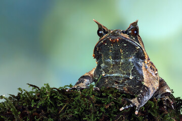 Megophrys nasuta toad closeup on green moss, Megophrys nasuta closaeup, Megophrys kalimantanensis