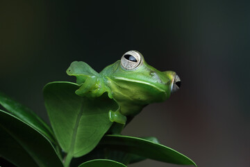 Rhacophorus dulitensis closeup on green leaves, Jade tree frog closeup on green leaves 