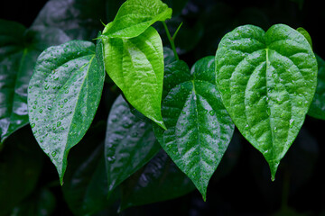 Raindrops on betel leaf