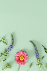 Creative summer floral flat lay, veronica spicata purple flower and pink daisy blossoming flower on green color background with copy space. Summer still life, beautiful blooms, nature design