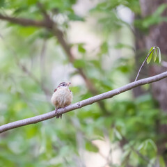 Carolina wren in Chesapeake and Ohio Canal National Historical Park.Maryland.USA