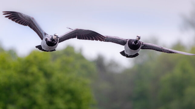 Two Barnacle geese flying