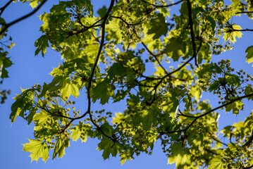 Maple flowers and new leaves in spring sun.