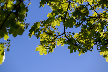 Maple flowers and new leaves in spring sun.