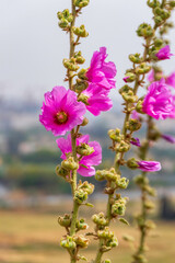 Pink Flower of Alcea rosea, the common hollyhock. Springtime. Selective focus