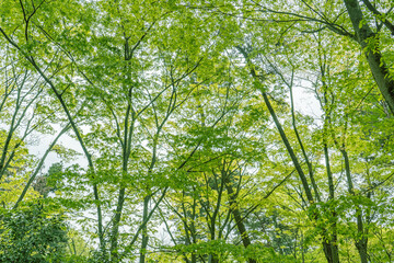 Fototapeta premium 木々の緑と青空