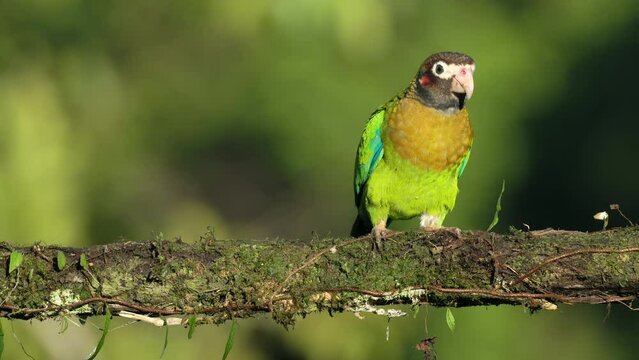 a brown-hooded parrot perched on a branch in afternoon sun at boca tapada in costa rica