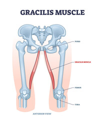 Gracilis muscle as superficial muscular system in leg and hip outline diagram. Labeled educational scheme with symphysis pubis and pubic arch anatomy vector illustration. tibia or femur bones location - obrazy, fototapety, plakaty