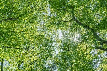 木々の緑と青空