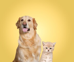 Golden retriever dog and cute cat on pastel background