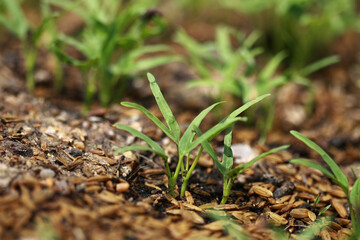 Planting morning glory seedlings on the farm
