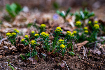 Euphorbia cyparissias flower growing in meadow, close up shoot	