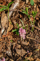 Lathraea squamaria flower in mountains, close up	
