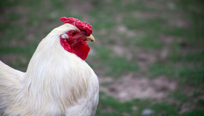 The head of a white rooster