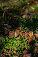 Equisetum arvense flower growing in meadow, close up 