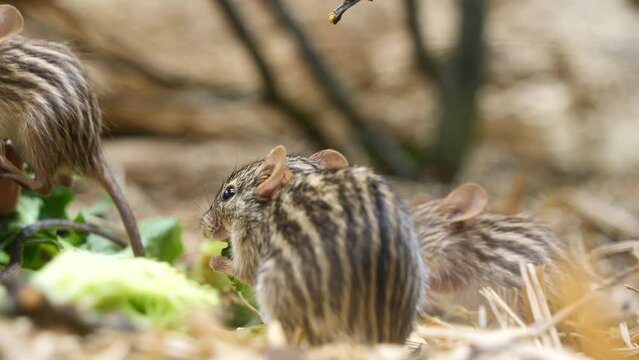 Group of cute Stripped Grass mouse eating green salad in zoo,close up