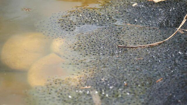 Close up shot of Frogspawn lying on water surface of natural lake in nature
