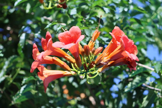 Campsis grandiflora, commonly known as the Chinese trumpet vine, is a fast-growing, deciduous creeper with large, orange, trumpet-shaped flowers in summer. 