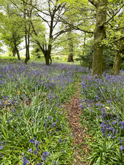 The beautiful grounds of Baddesley Clinton featuring bluebells, oak trees, gates, paths, stone buildings