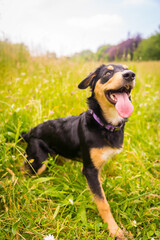 Smile of a black and brown dog having fun in spring in a flower meadow. Border Collie, Pitbull and Boxer Mix Puppy Dog