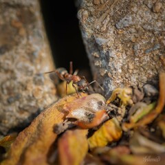 ant on the ground