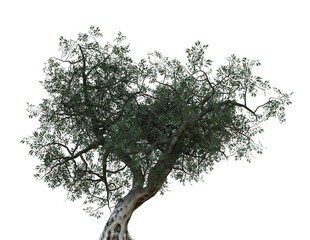 3D Olive tree isolated