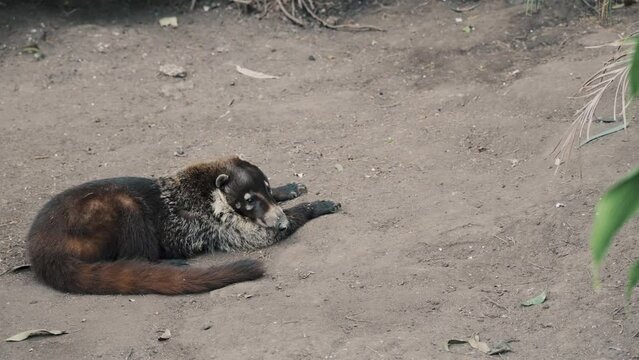 Long-Tailed And Furry White-nosed Coati Relaxing. Close Up