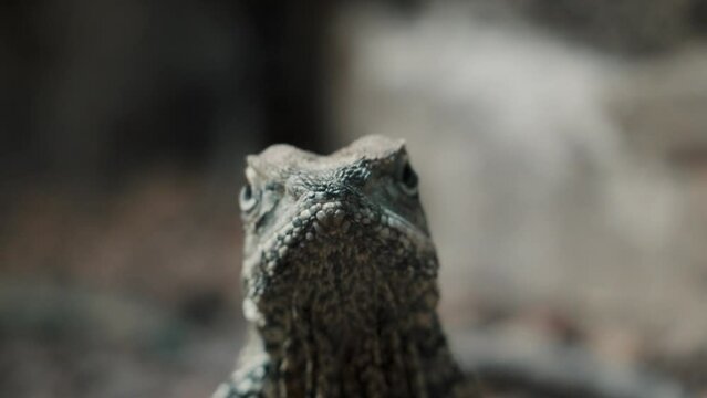 Front View Frilled-neck Lizard In Shallow Depth Of Field. Closeup, Macro