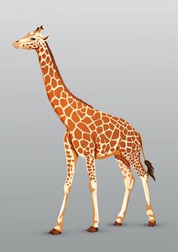 full size giraffe drawing. vector illustration design