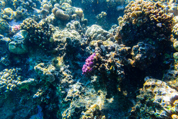 Fototapeta na wymiar Colonies of the corals at coral reef in Red sea