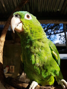 Una lora endemoneada viendo fijamente a su presa