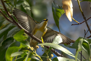 Striated Pardalote in Queensland Australia