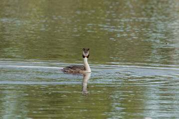 Great Crested Grebe in Queensland Australia