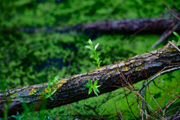 Fototapeta na wymiar rotten wood in a riverside forest near the river enns in austria