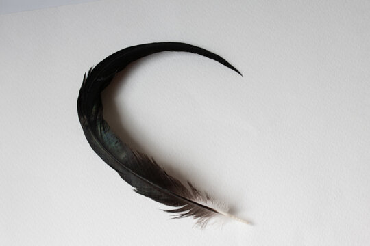Close-up curved long black feather on white paper background texture.