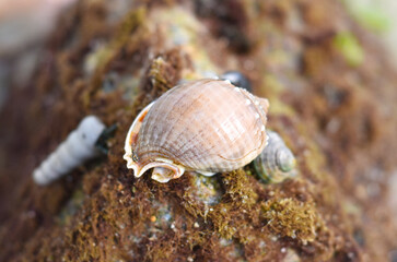 Seashells of South China sea of Vietnam