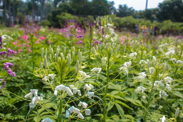 Fototapeta premium field of flowers