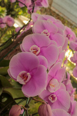 Fototapeta na wymiar pink orchid in garden