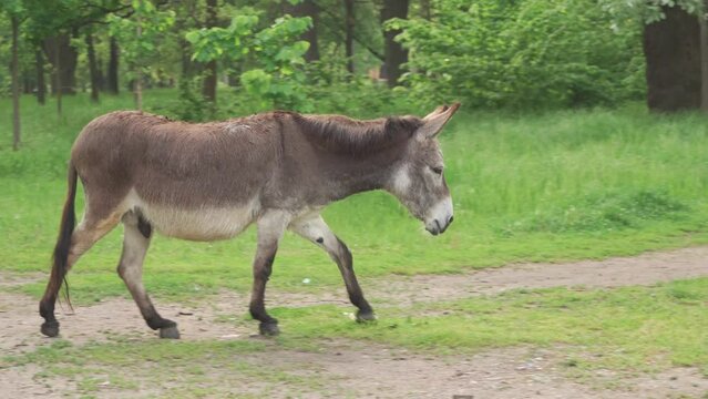 A gray donkey in a wooded area runs to the meeting.