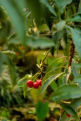 red berries on a branch