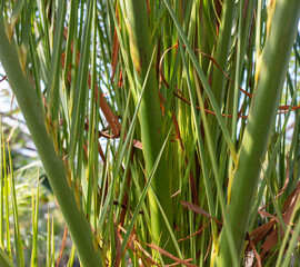 Green leaves on a palm plant.