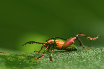 rainbow bug on the wild