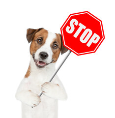 Jack russell terrier holds stop sign. Isolated on white background
